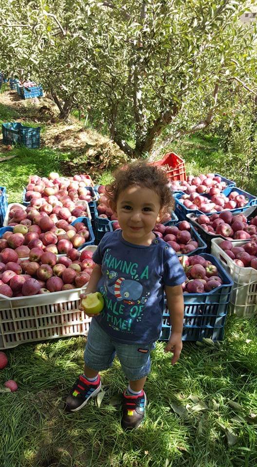 Apple orchard on the mountain slope