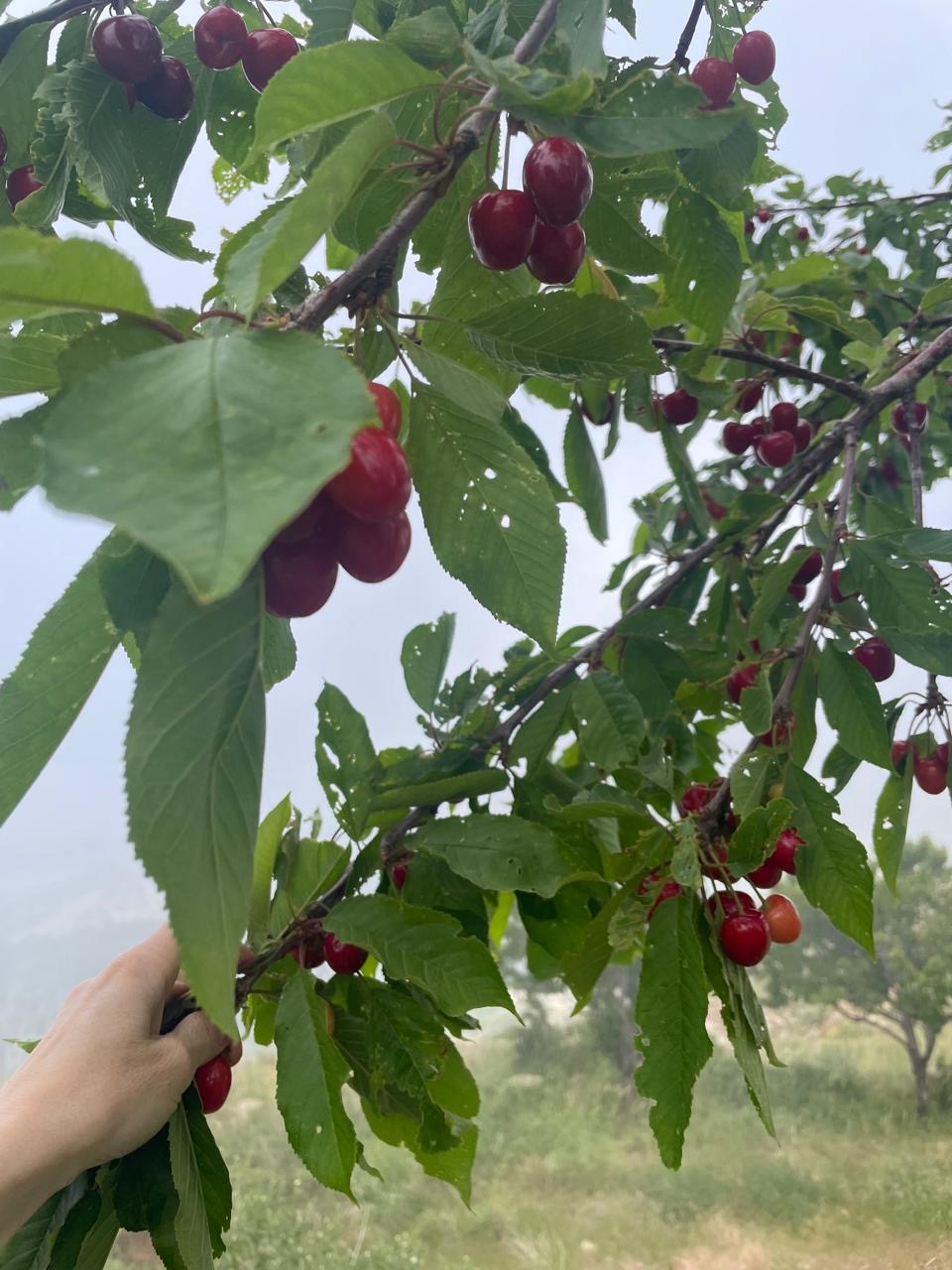 Cherry trees on the land