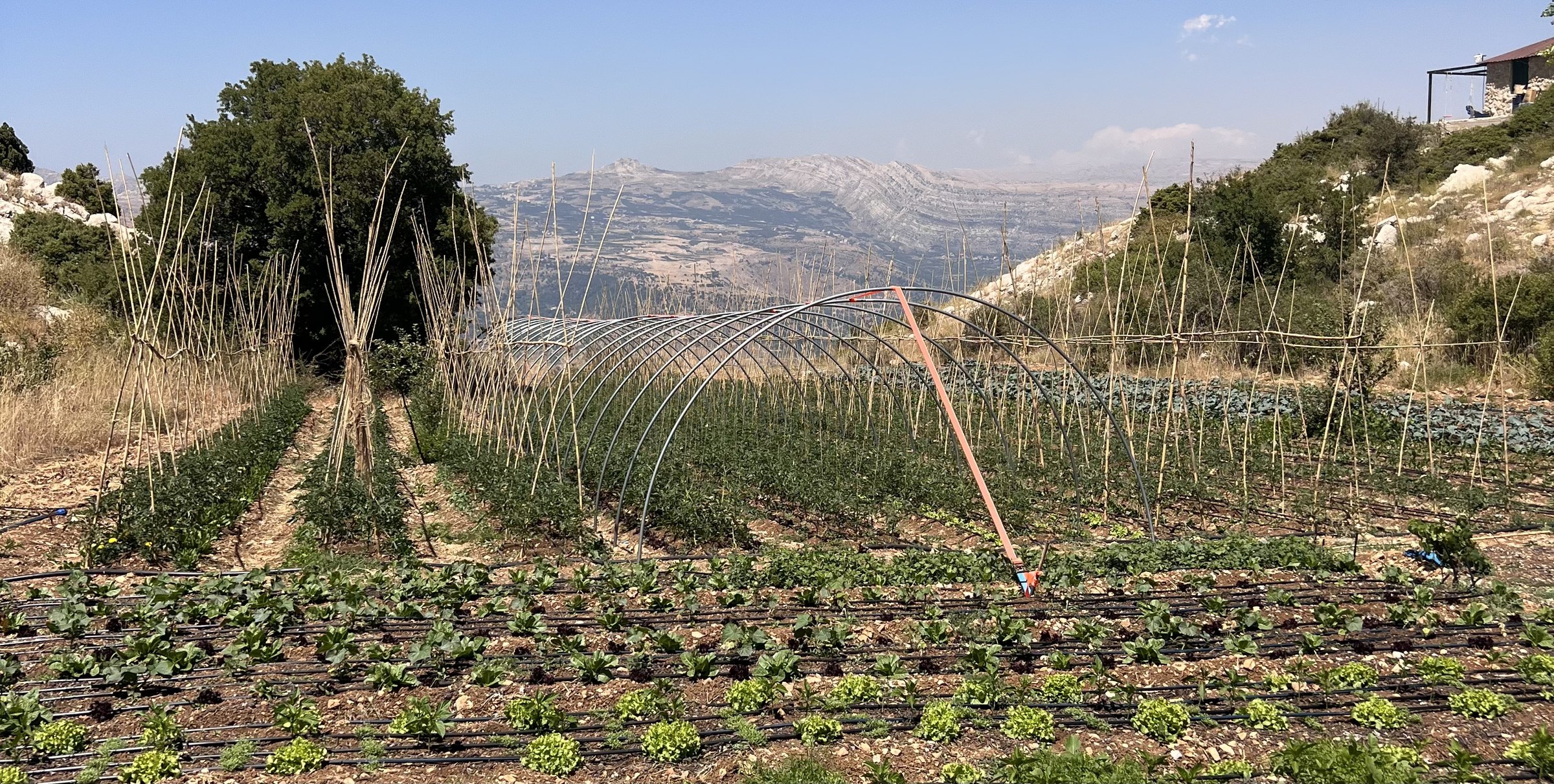 Kabeela's market garden rows under the mountains
