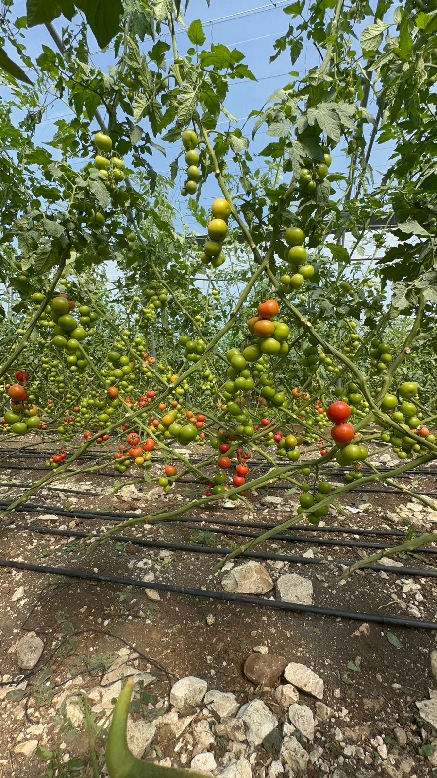 Tomatoes and food production on the land